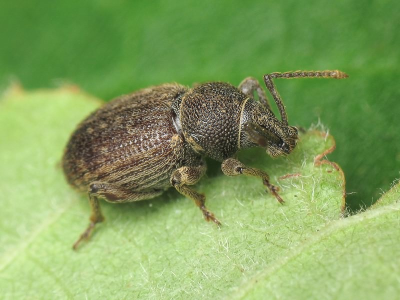 Otiorhynchus brunneus Krynicki, 1834